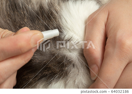 medicine against fleas medicine against fleas 64032186