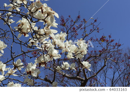 Magnolia flower Magnolia flower 64033163