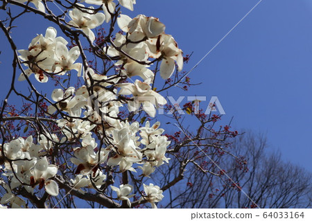 Magnolia flower Magnolia flower 64033164