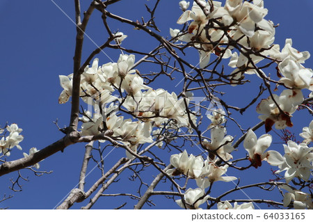 Magnolia flower 64033165