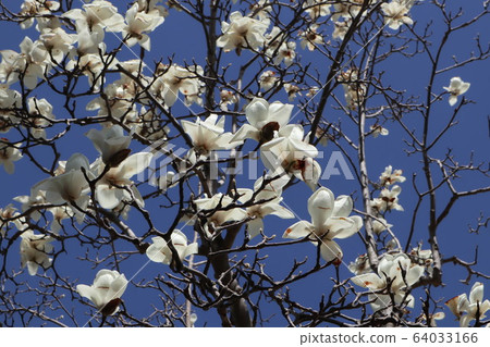 Magnolia flower 64033166