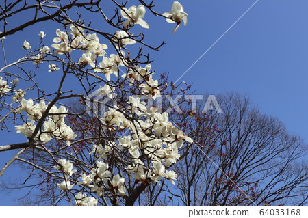 Magnolia flower 64033168