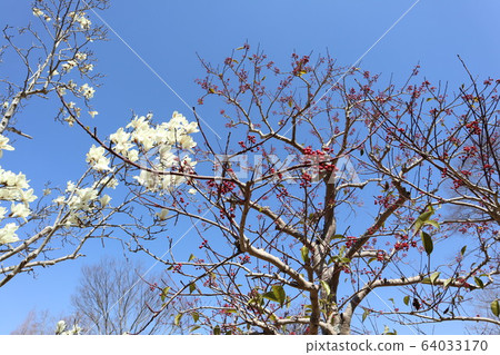 Magnolia flower 64033170