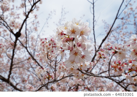 櫻花盛開 64033301