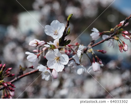 吉野櫻花櫻桃樹吉野櫻花樹 64033302