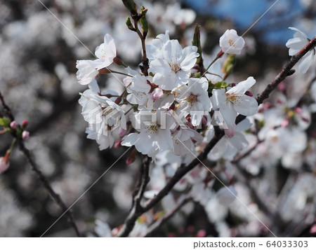 吉野櫻花櫻桃樹吉野櫻花樹 64033303