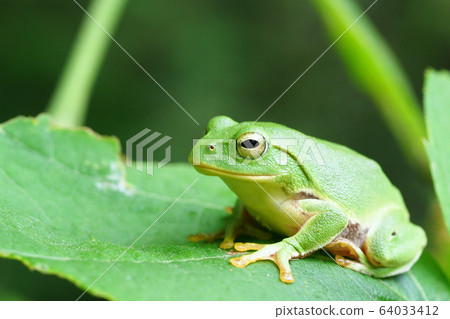 Schlegel frog Schlegel frog 64033412