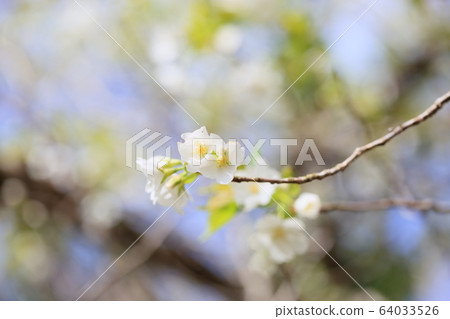 Fresh mountain cherry Fresh mountain cherry 64033526