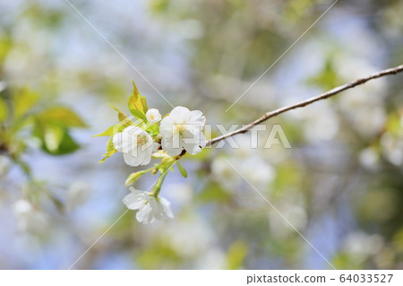 Fresh mountain cherry Fresh mountain cherry 64033527
