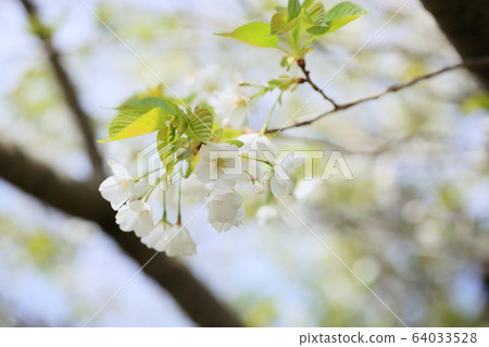 Fresh mountain cherry Fresh mountain cherry 64033528