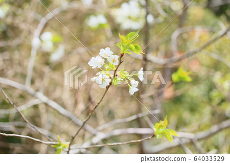 Fresh mountain cherry Fresh mountain cherry 64033529