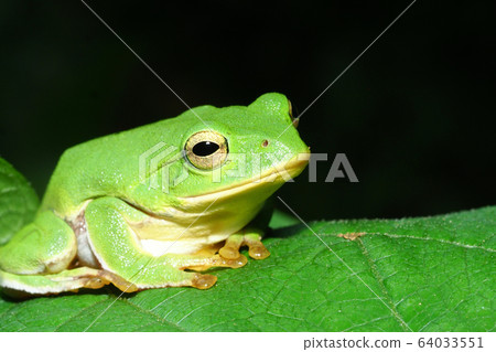 施萊格爾青蛙 64033551