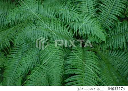 Fern leaf Fern leaf 64033574