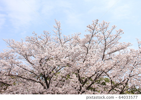 Sakura and sky Sakura and sky 64033577