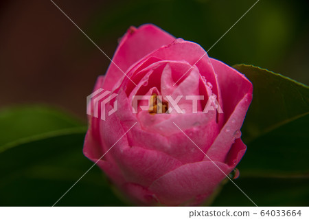 茶花紅 茶花紅 64033664