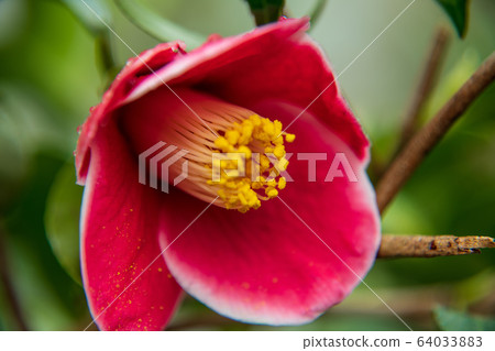 Camellia red Camellia red 64033883