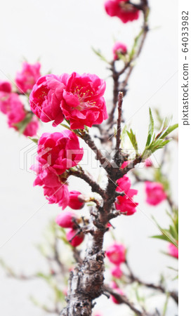 Flower background Flower background 64033982