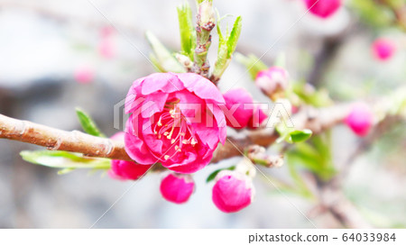 花背景 花背景 64033984
