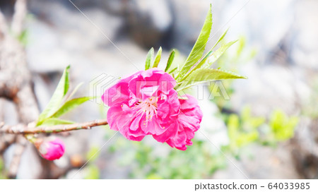 花背景 花背景 64033985