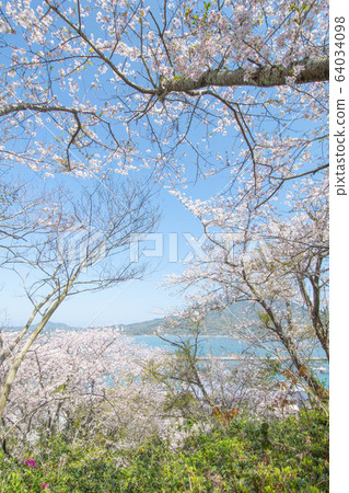 Sakura and the sea Sakura and the sea 64034098