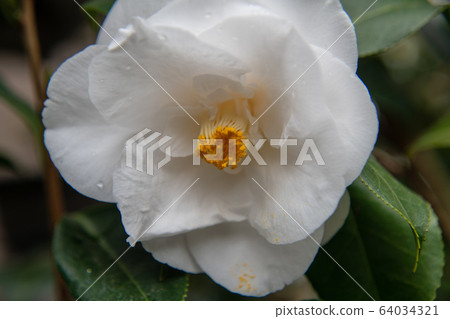 Camellia white 64034321