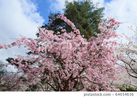 Flower of a drooping cherry tree Flower of a drooping cherry tree 64034636