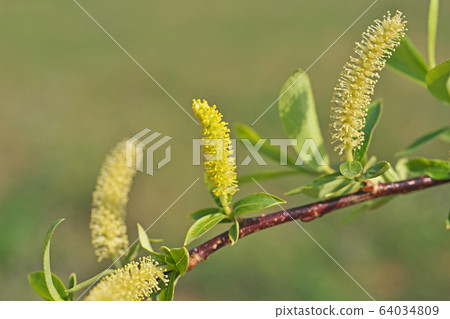 Willow flower 64034809