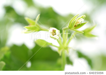Apple geranium 64035094