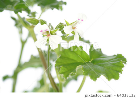 蘋果天竺葵 64035132