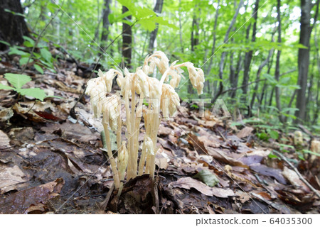 Sakujousou Sapporo City 64035300