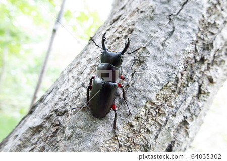 Red-tailed stag beetle Sapporo Red-tailed stag beetle Sapporo 64035302