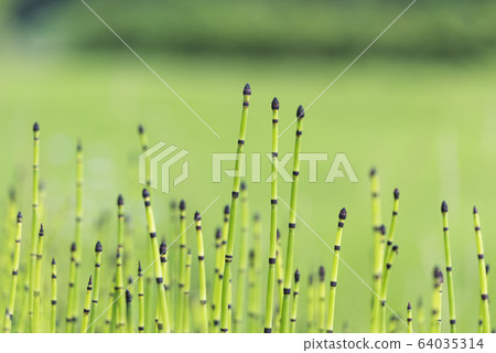 Tokusa @ Imakanecho 64035314