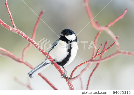 Dogwood on tit @ Sapporo 64035315