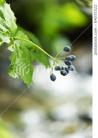 Sankayou Sapporo City Sankayou Sapporo City 64035322