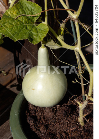 calabash on vine calabash on vine 64035704