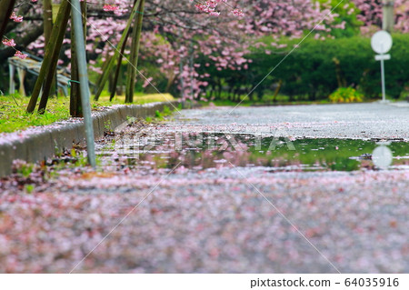 Tsubakikansakura Tsubakikansakura 64035916