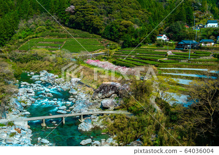Niyodo river, subsidence bridge and tea plantation Niyodo river, subsidence bridge and tea plantation 64036004