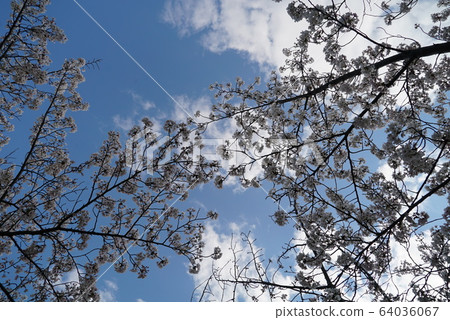 櫻花觀賞 64036067