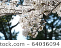 Cherry blossom viewing 64036094