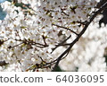 Cherry blossom viewing 64036095