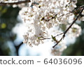 Cherry blossom viewing 64036096