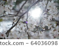 Cherry blossom viewing 64036098