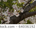 Cherry Blossoms	 64036192
