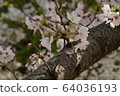 Cherry Blossoms	 64036193