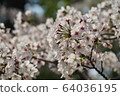 Cherry Blossoms	 64036195