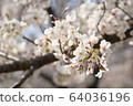Cherry Blossoms	 64036196