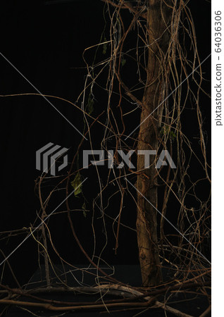 Studio shot / dead tree image Studio shot / dead tree image 64036306
