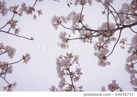 Cherry Blossoms Cherry Blossoms 64036731