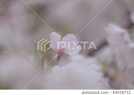 Cherry Blossoms Cherry Blossoms 64036732