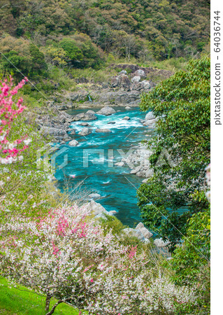 花見和二戶河 64036744